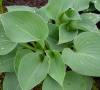 Hosta Blue Mouse Ears